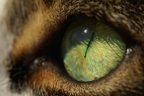 goat eye pupil