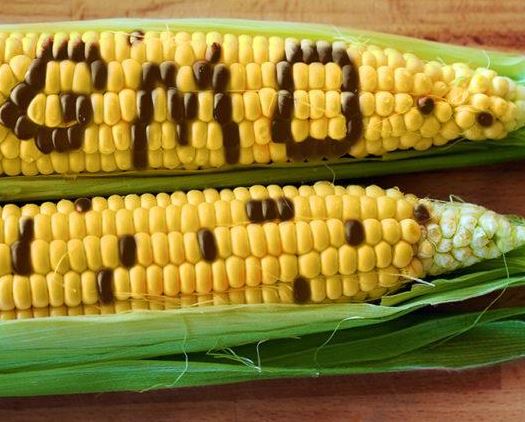 endophytes-study-shows-gmo-corn-has-no-impact-on-good-bacteria