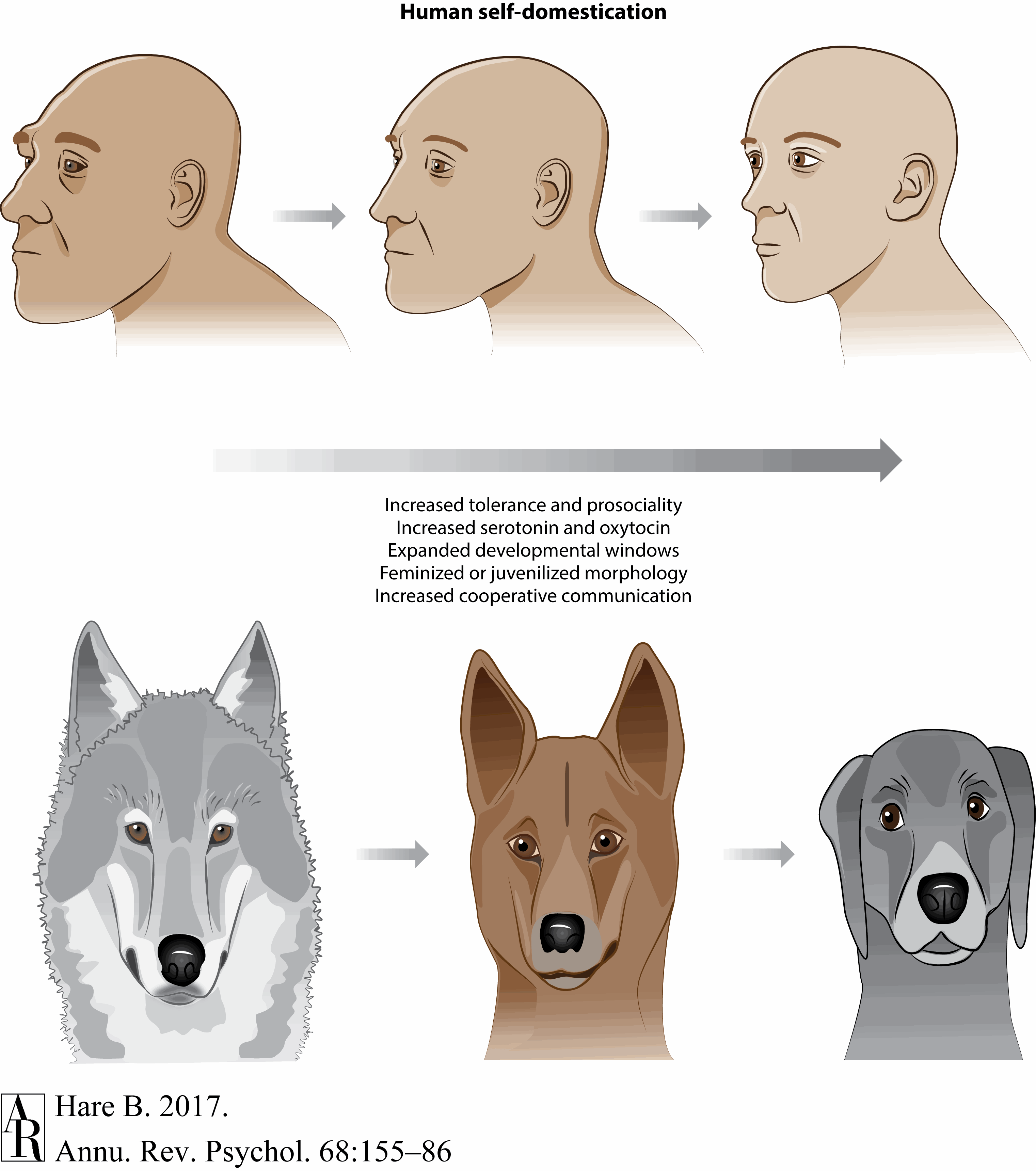 human self-domestication