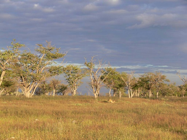 Fire More Important Than Rain For Savannah Ecosystem | Science 2.0