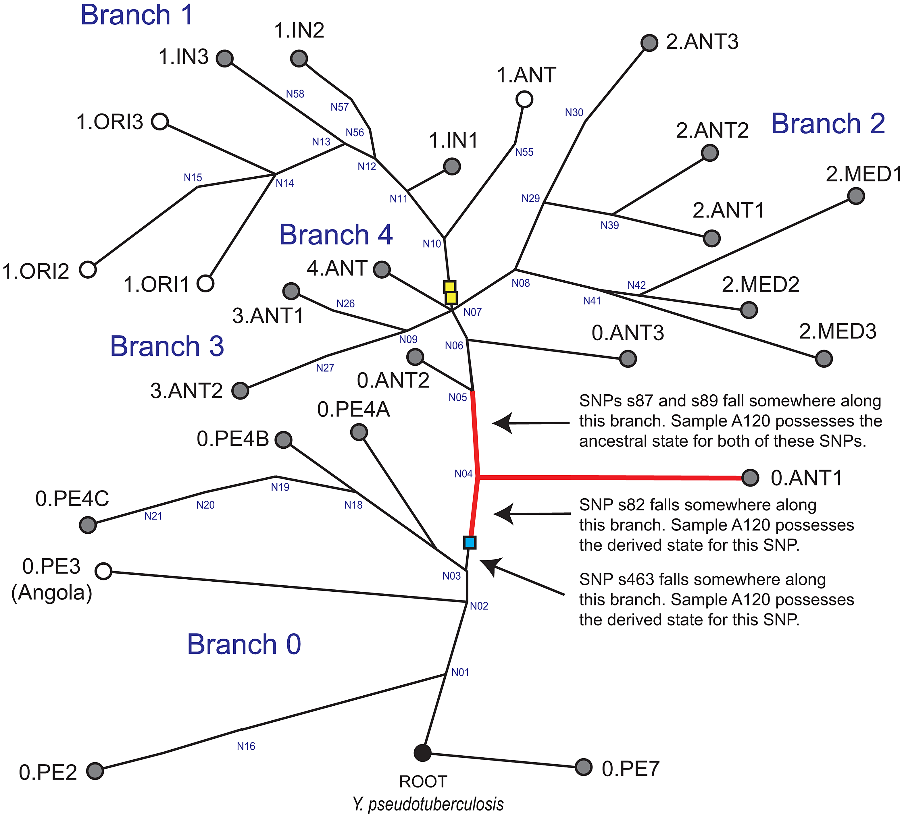 Two branches