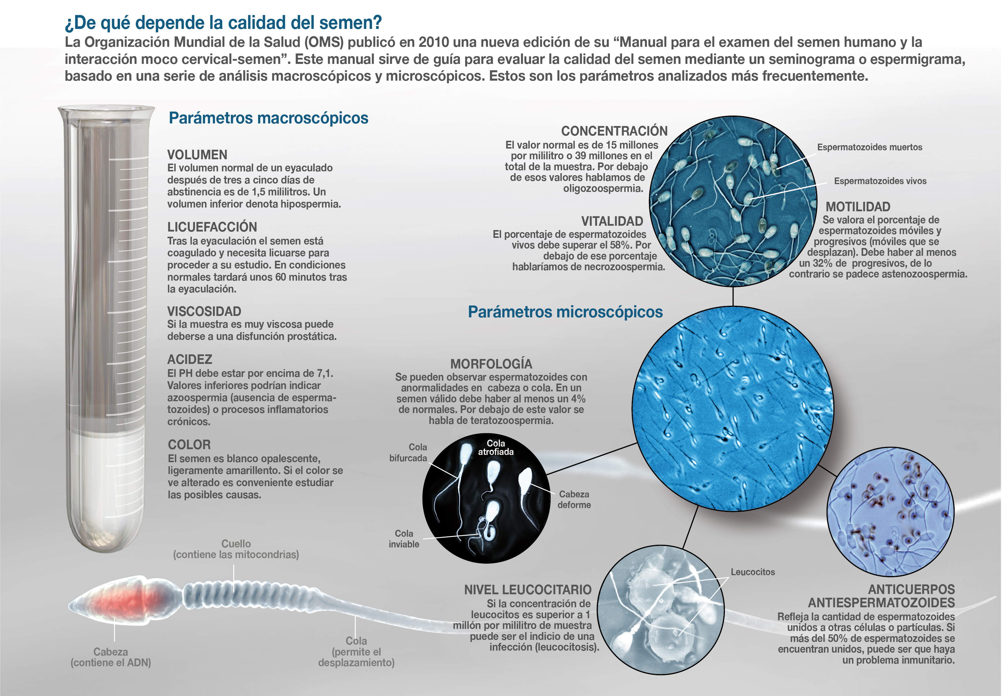 Evolving Poor Sperm? Semen Quality Of Young Men In Spain Down 38 Percent |  Science 2.0