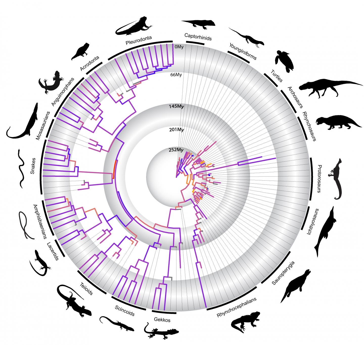 How Adaptive Radiation Shaped Reptile Evolution