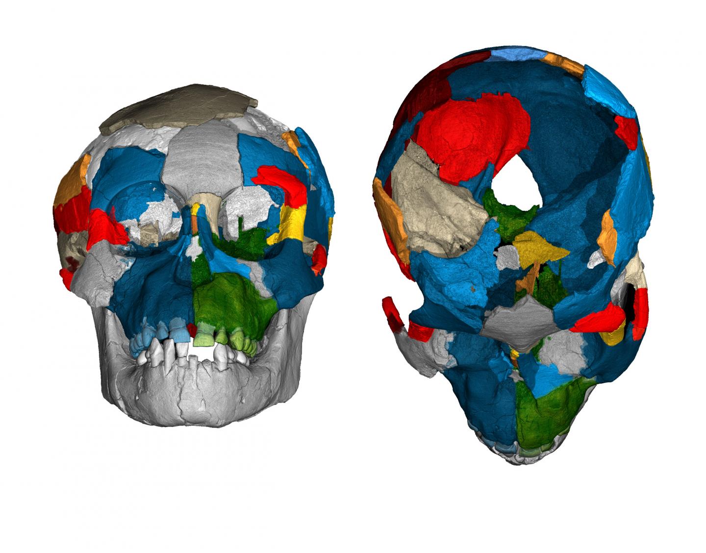 What Brain Images Of The Three-Million-Year Old Lucy Species Just Revealed