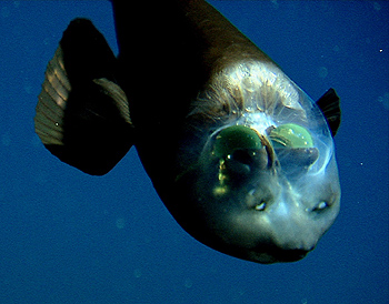 barreleye fish