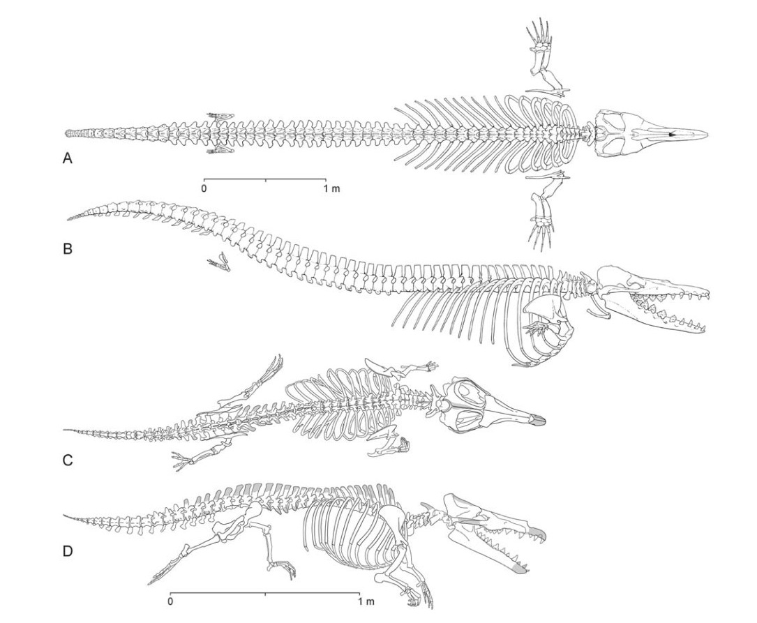 The Amphibious Ancestors Of Whales | Science 2.0