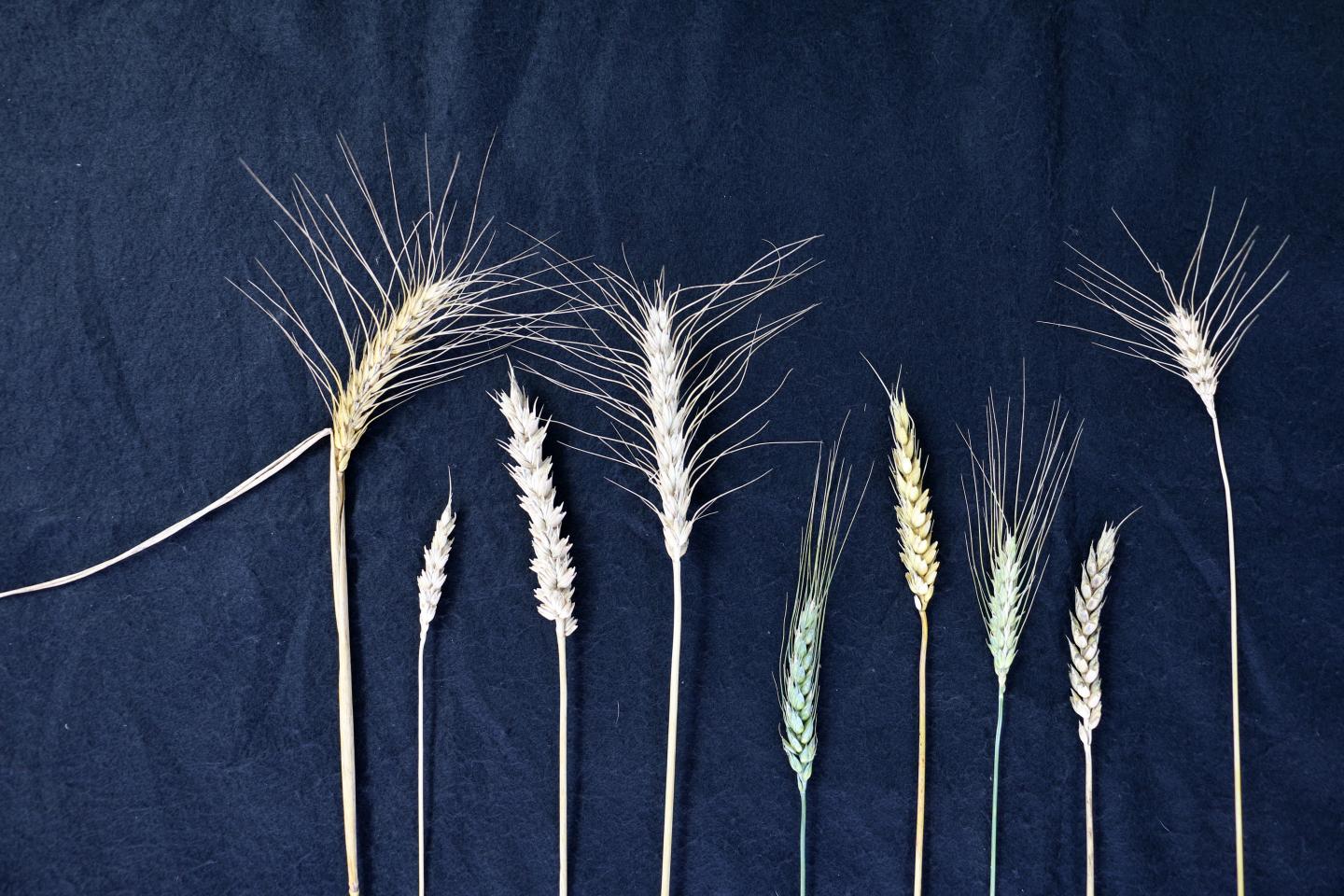 Feeding The World For Thanksgiving 2050: New Wheat And Barley Genomes