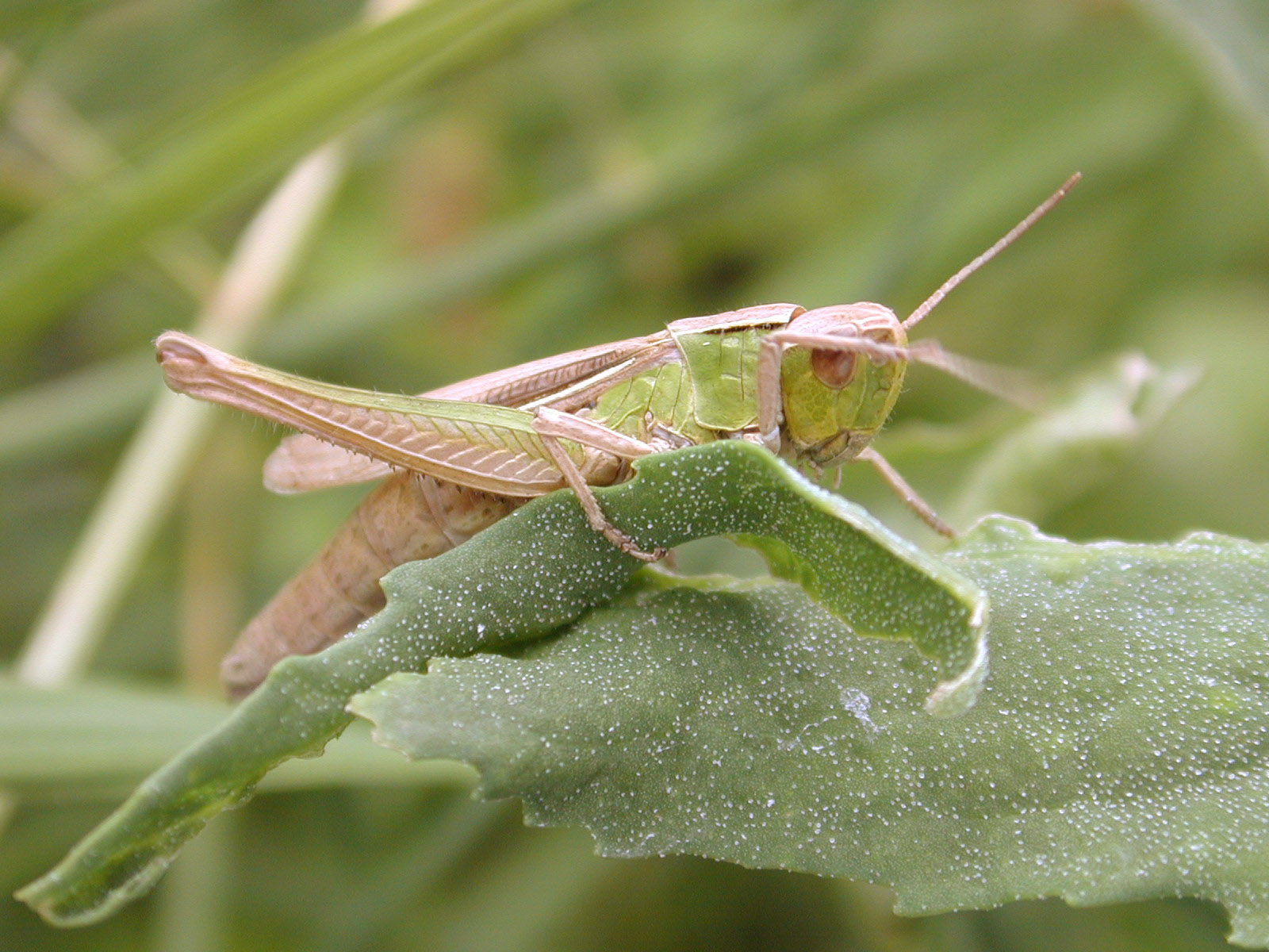 Grasshopper Green