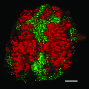 E. Thermophilum: Deep Sea Natural Gas Munching Microbes Can Eat CO2 Also