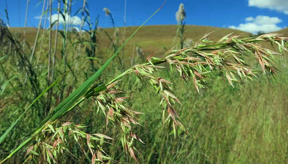 The Tree Planting Fad Threatens Ancient Grasslands