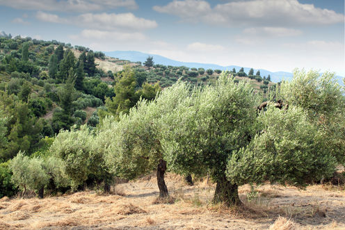 The Famed Olive Trees Of Puglia Are Ravaged By Disease – Here's How Science Can Save Them