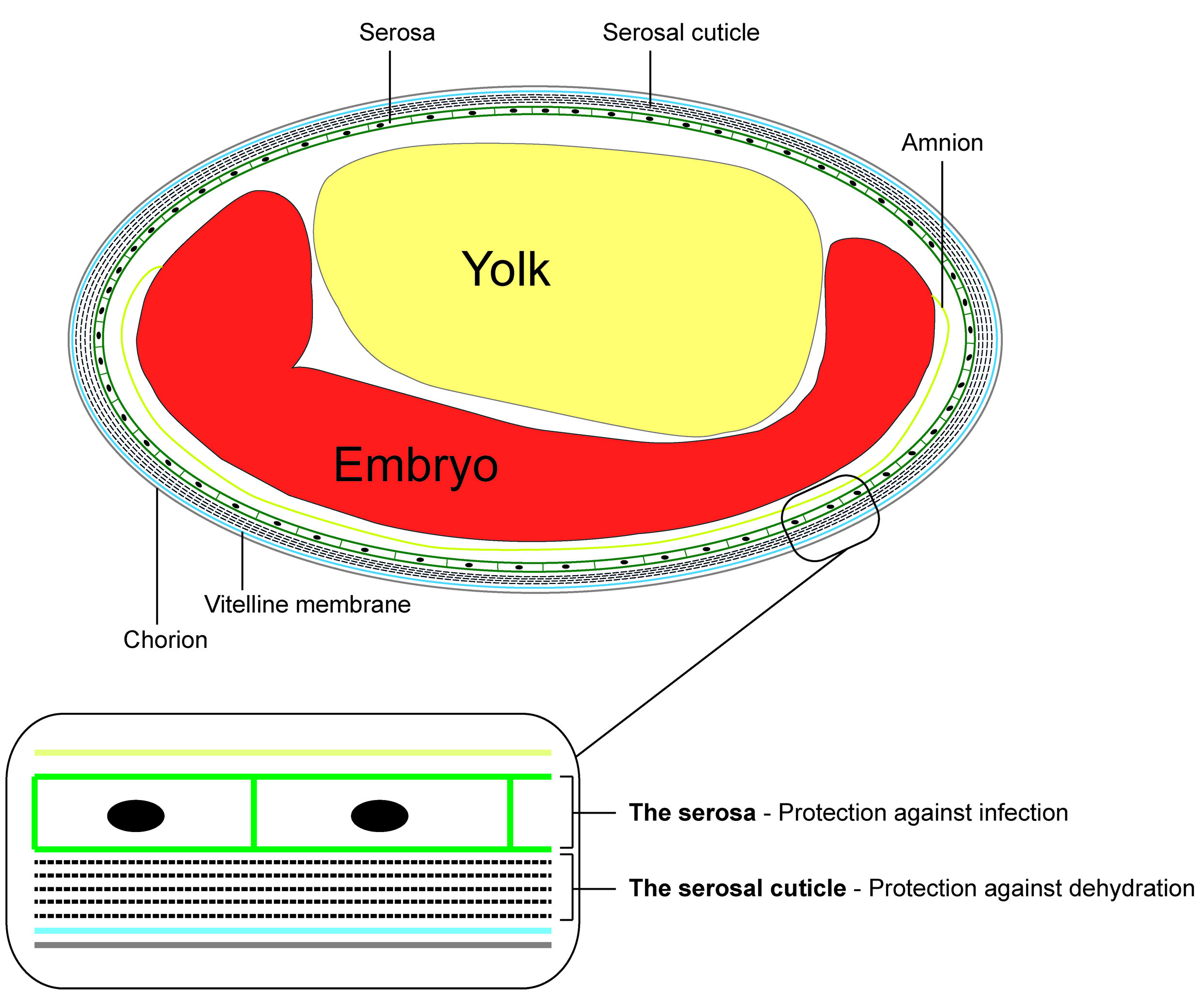 Self-Defense For Insect Eggs | Science 2.0 beetle insect diagram 