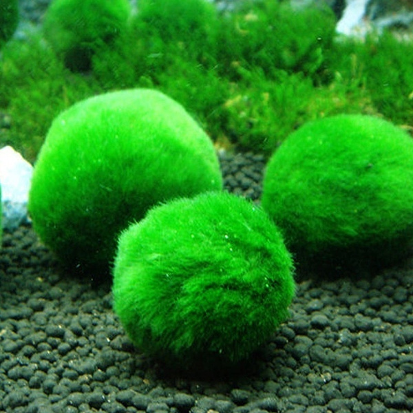 600px x 600px - If You Just Bought A Marimo Moss Ball, Kill It With Bleach | Science 2.0