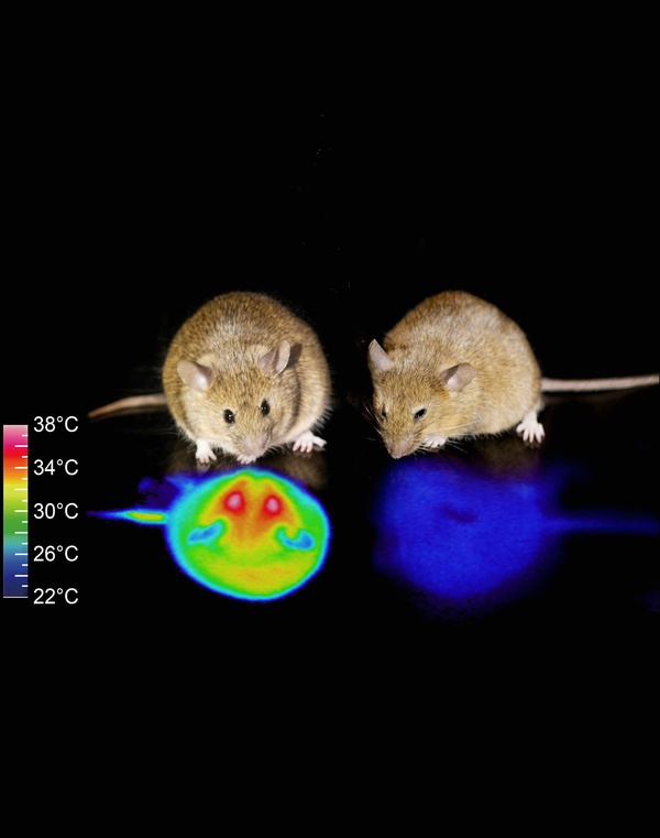 QIH: Mice Don't Hibernate, But Now They Can - And What That May Mean For Human Space Travel