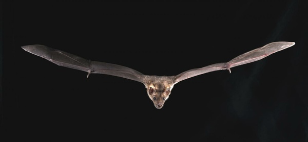 Bat1K Consortium Genomes Show How Bats Survive The Deadly Viruses They Spread