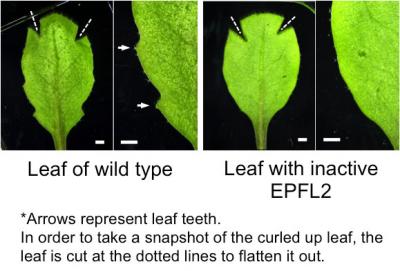 How Plant Leaves Grow Their Teeth