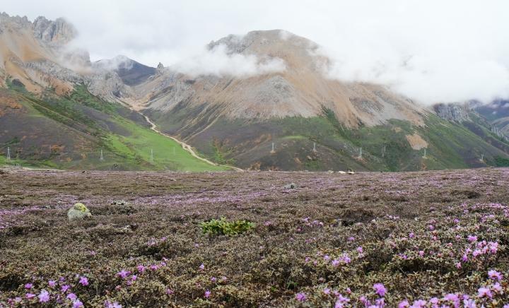 28 Million Years: Hengduan Mountains Flora Has Existed Longer Than Any Other Alpine Flora On Earth