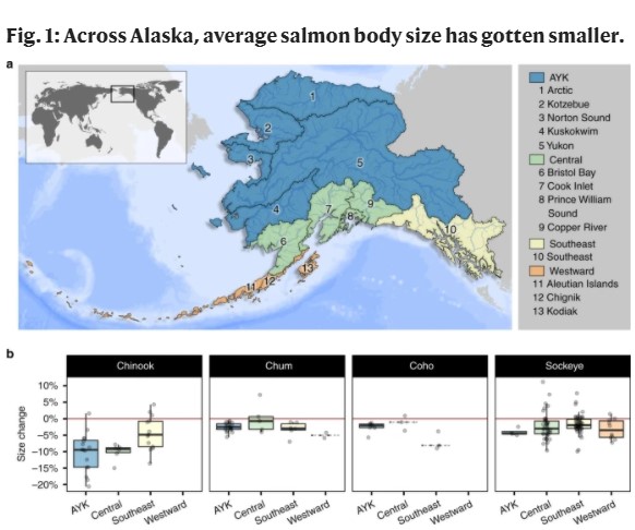 Alaska's Salmon Are Getting Smaller, And The Natural Fetish For 'Wild Caught' Is To Blame