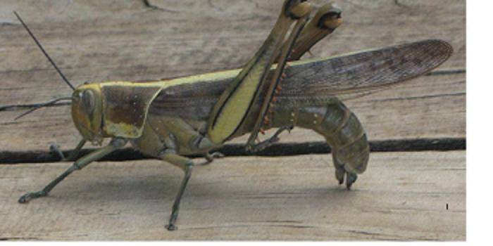 Every Australian Farmer's Nightmare - The Locusts Are Coming | Science 2.0