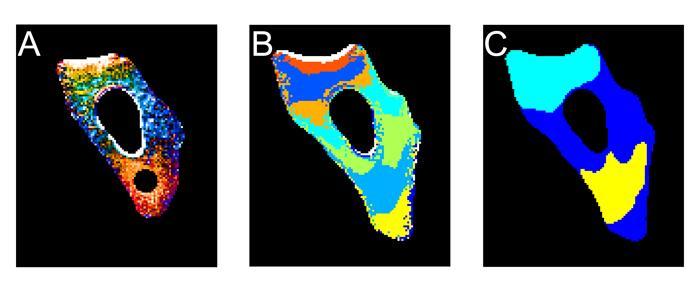 How Unfolded Proteins Move In The Cell - Visualized