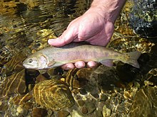 paiute_cutthroat_trout_oncorhynchus_clarkii_seleniris