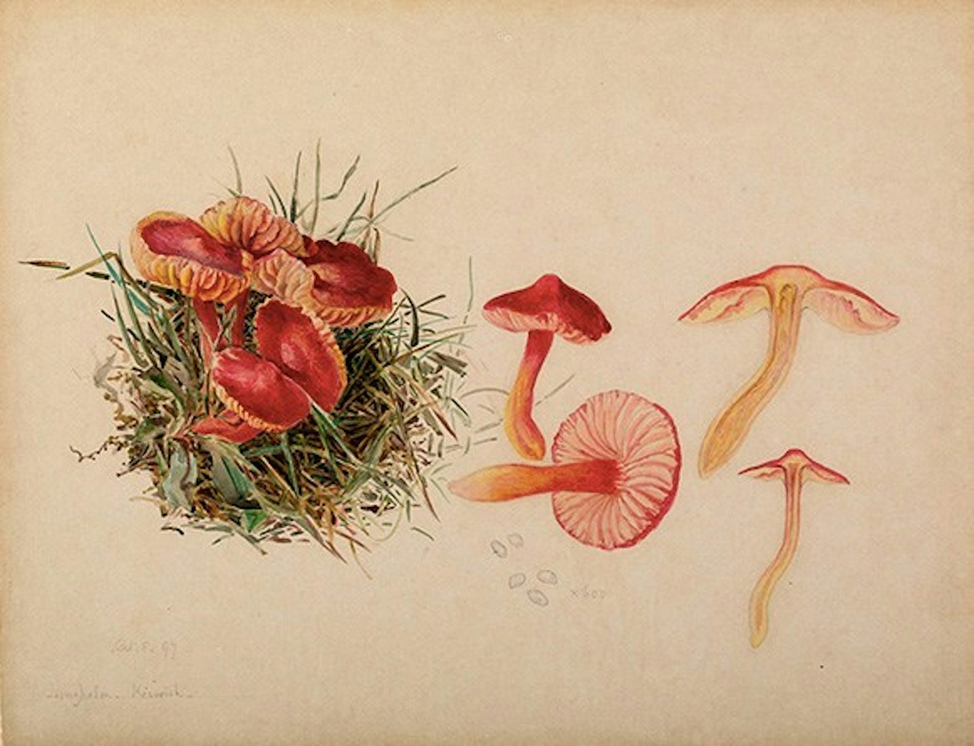 beatrix_potter_illustration_of_the_reproductive_system_of_the_fungus