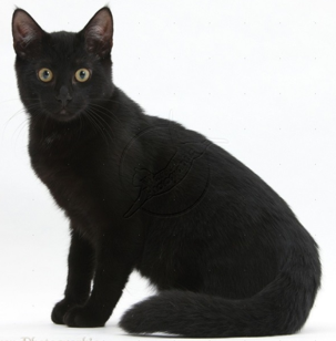 blackcat