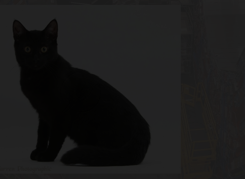 blackcat2