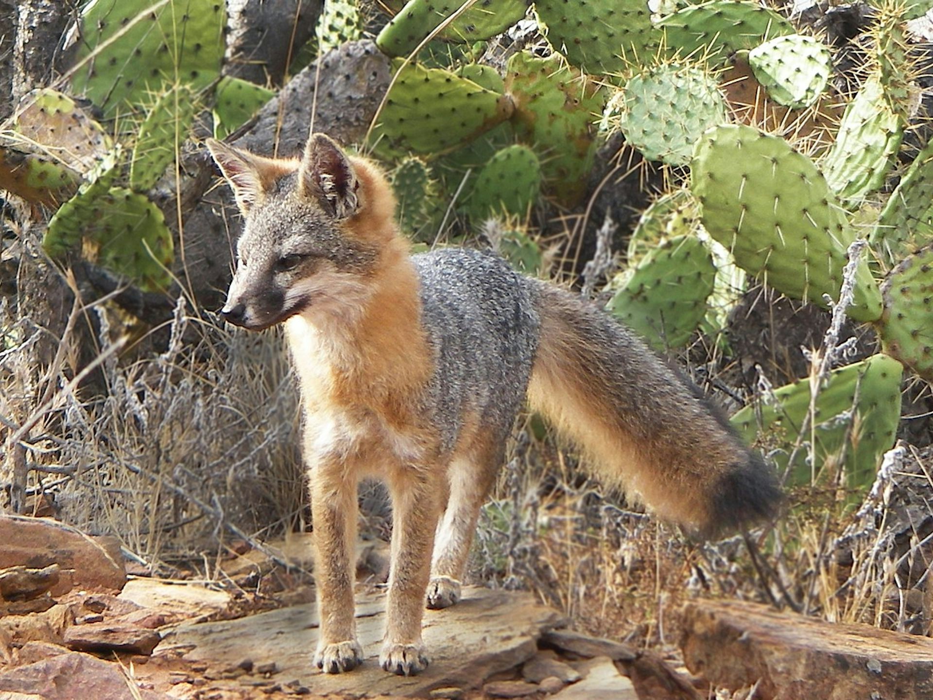 fox_cactus