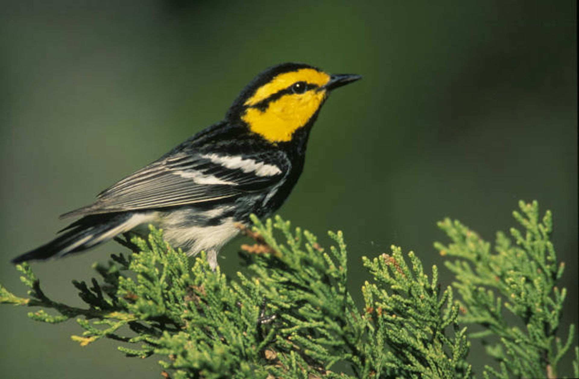 juniper_branch_bird