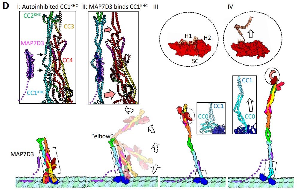 kinesin-1_sorceror_s_apprentice