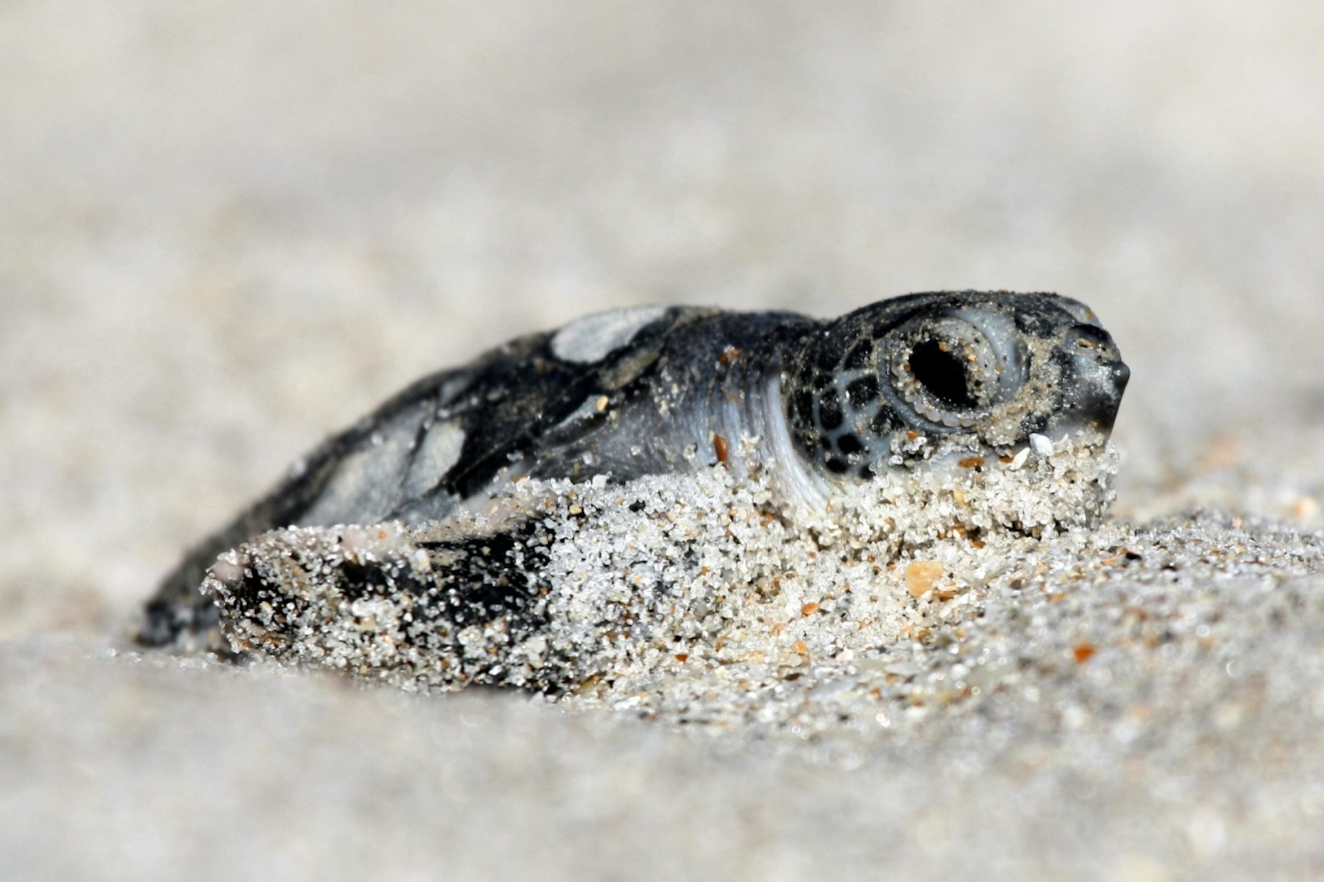 newly_hatched_turtle_sand