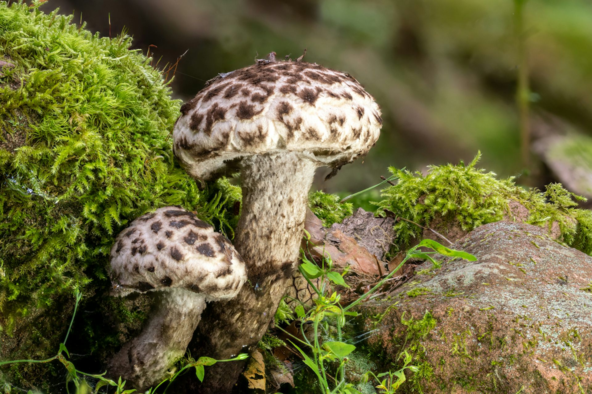 old_man_of_the_woods_fungus