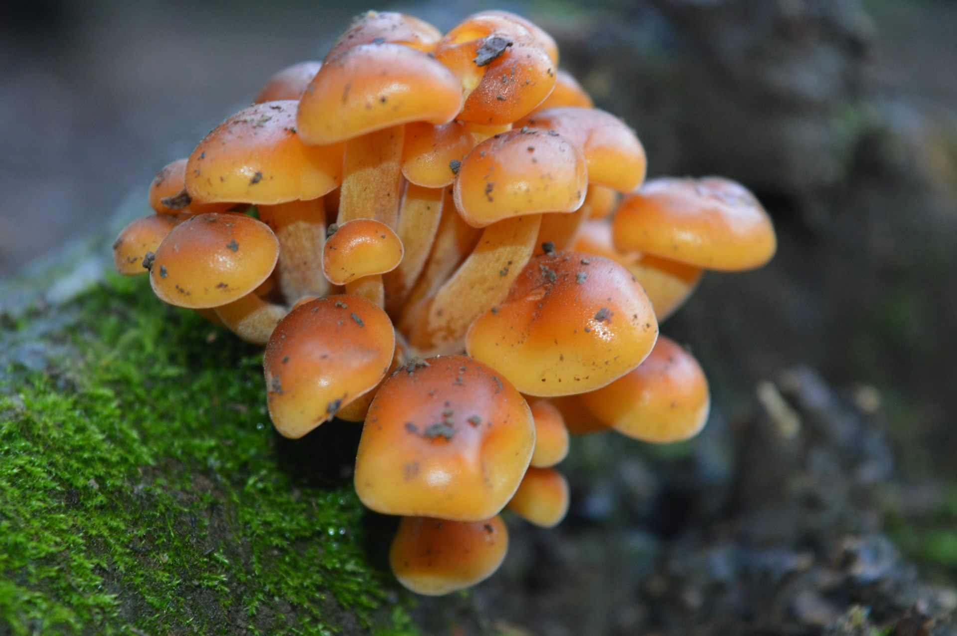 orange_mushrooms