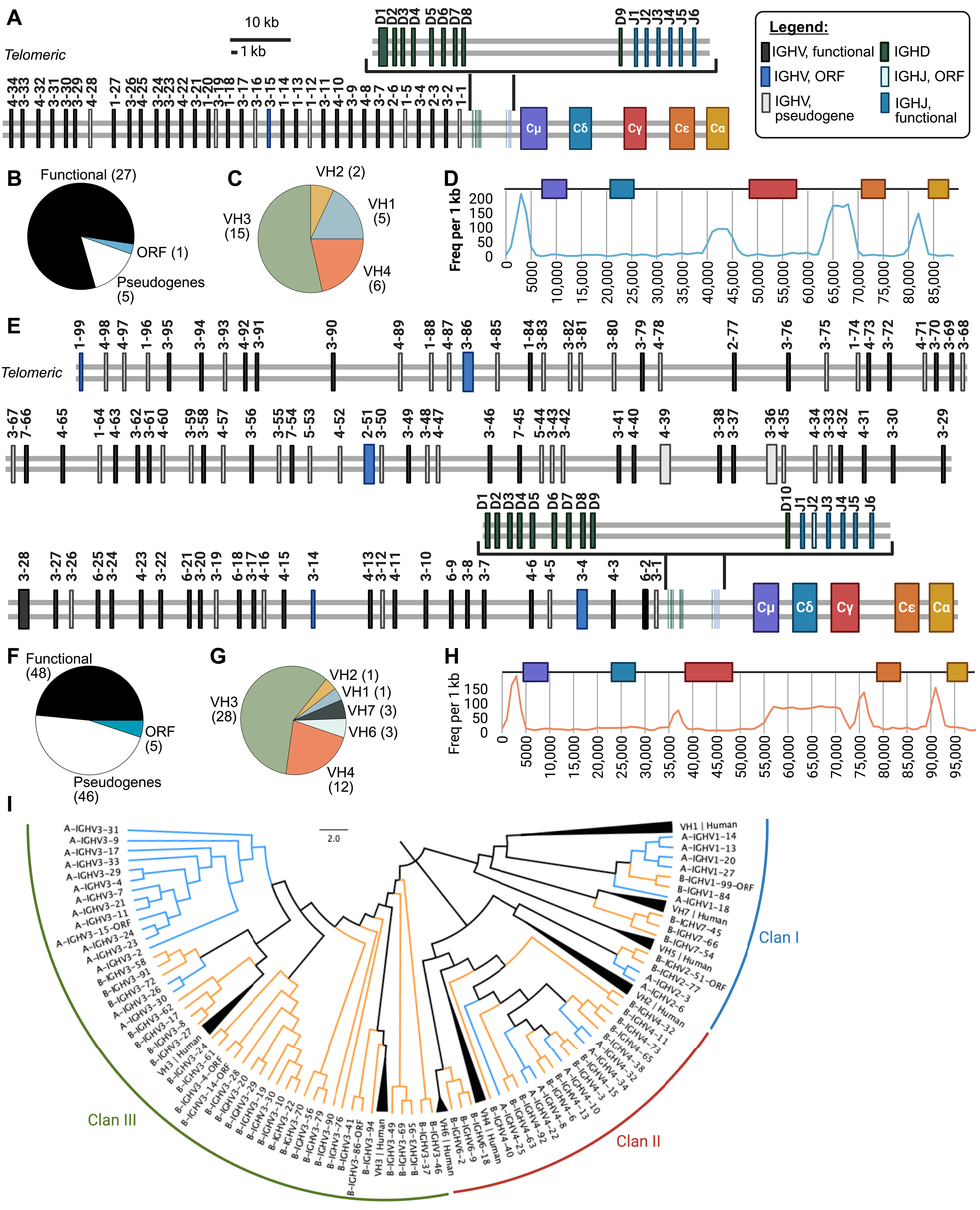 Immunoglobulin heavy chain locus duplication in bats