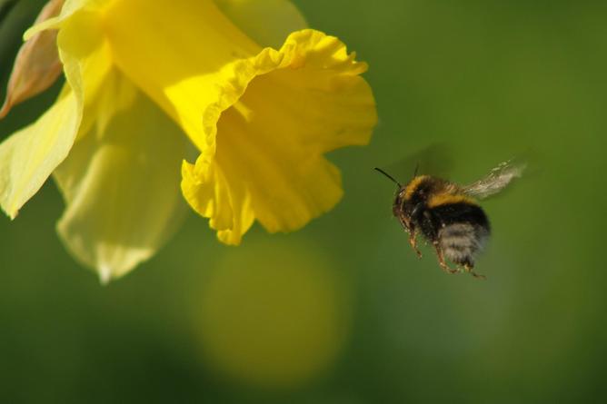 honeybees_2