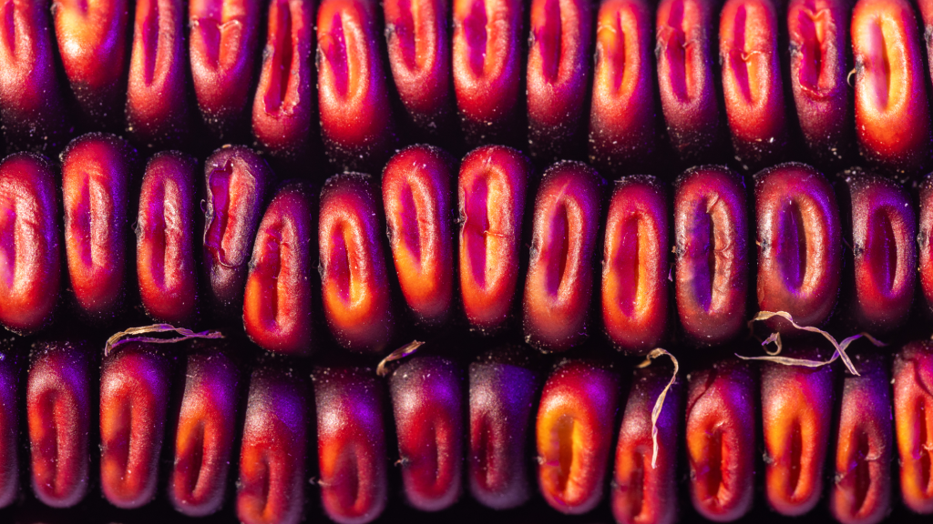 purple_corn