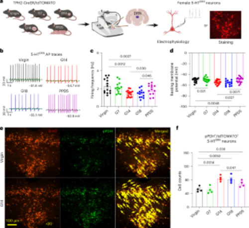 5-htdrn_neurons_are_inhibited_during_pregnancy_and_postpartum