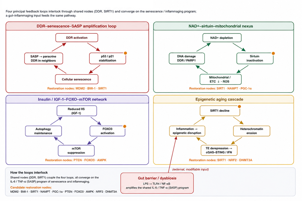 cross-axis_synergy_and_feedback_architecture