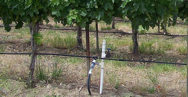 drip_irrigated_and_fertilized_grapes