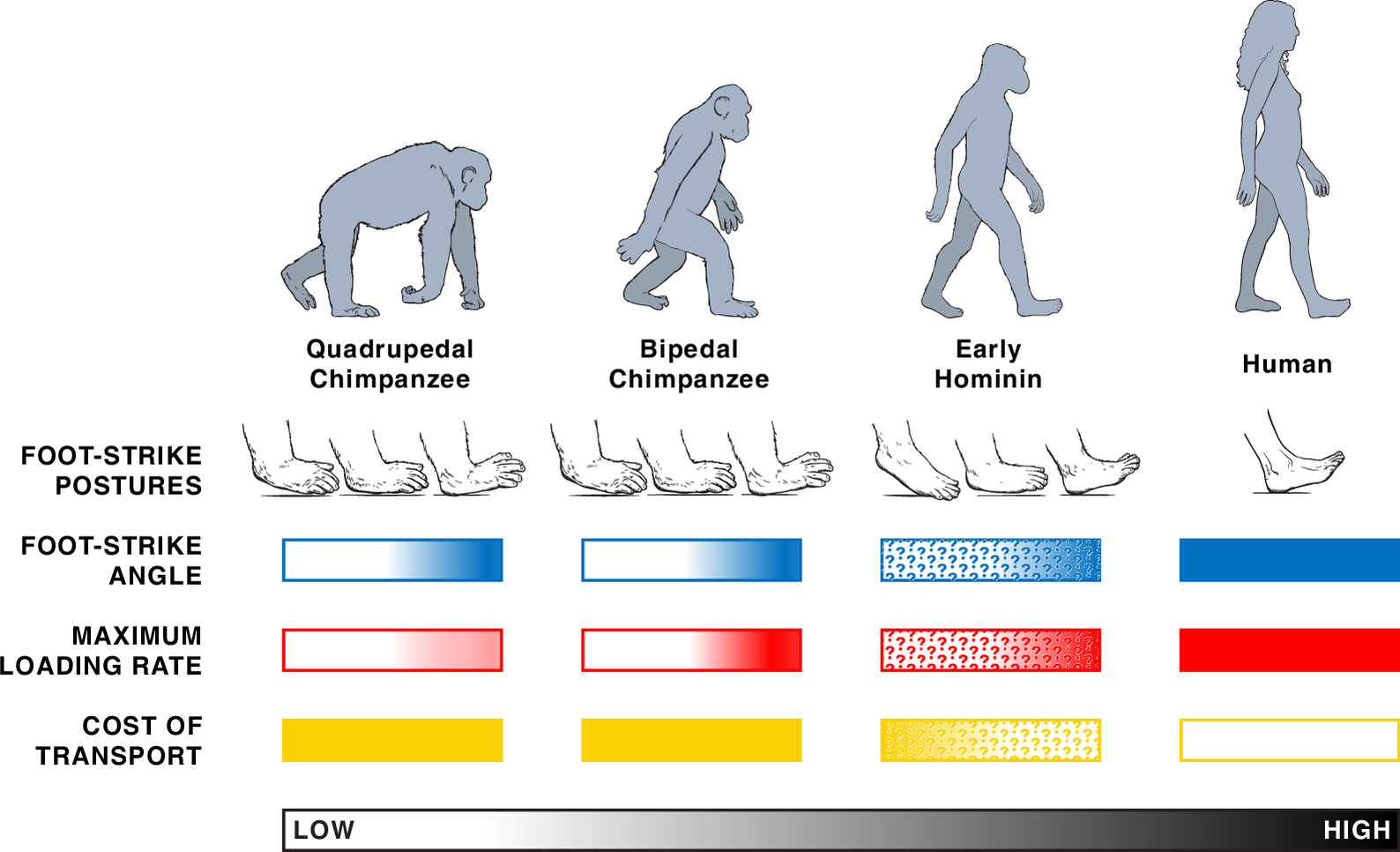foot_strike_postures_human_vs_chimp