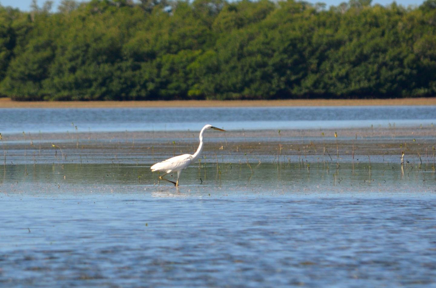 great_white_heron_forages_in_intertidal_habitat