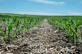 no-till_field
