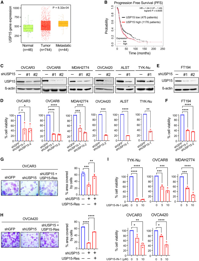 usp15_depletion_reduces_ovarian_cancer_cell_viability