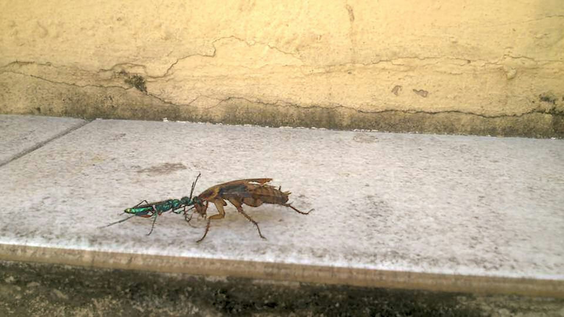 wasp_cockroach_zombie