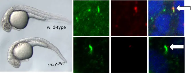 smo mutant embryo loss of high levels of Hh signalling smo mutant embryo loss of high levels of Hh signalling