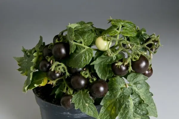purple tomatoes high in anthocyanins purple tomatoes high in anthocyanins