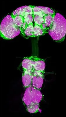 fruit fly neurons in the CNS shown in green Synapses are stained in magenta fruit fly neurons in the CNS shown in green Synapses are stained in magenta