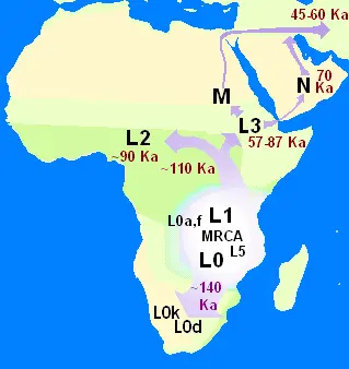 Image showing the migrations of the haplogroups of mitochondrial DNA. 