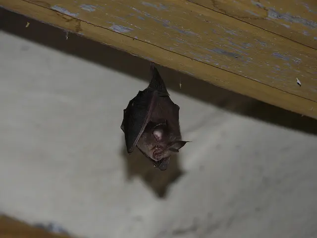 Mediterranean&nbsp;Horseshoe&nbsp;Bat.&nbsp;Picture&nbsp;by&nbsp;Medi&nbsp;Ambient.&nbsp;Generalitat&nbsp;de&nbsp;Catalunya.